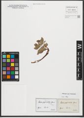 Foto von Salix pyrenaica Gouan